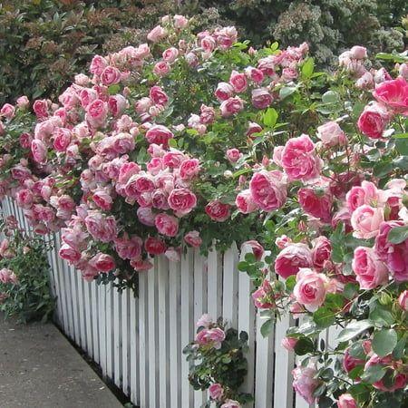 Twilight's Velvet Rose Symphony